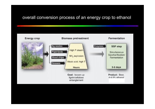 ruolo dei microrganismi nella produzione di biocombustibili