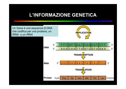 ruolo dei microrganismi nella produzione di biocombustibili