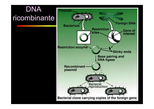 ruolo dei microrganismi nella produzione di biocombustibili