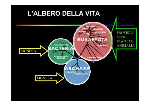 ruolo dei microrganismi nella produzione di biocombustibili