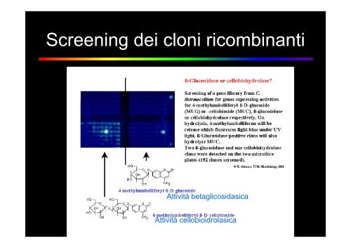 ruolo dei microrganismi nella produzione di biocombustibili