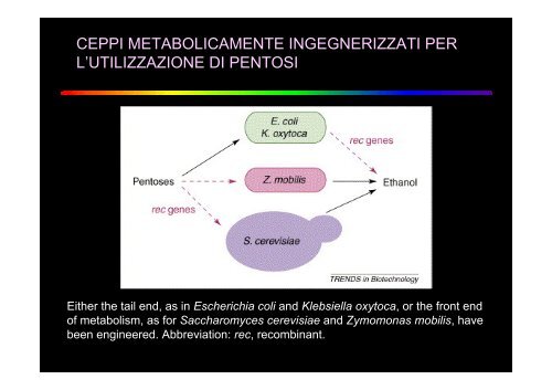 ruolo dei microrganismi nella produzione di biocombustibili