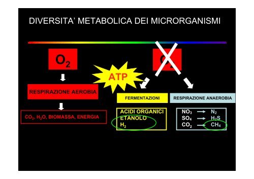 ruolo dei microrganismi nella produzione di biocombustibili