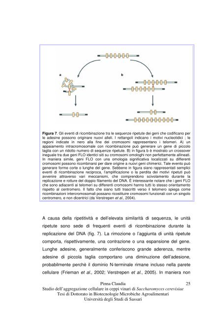 Studio dell'aggregazione cellulare in ceppi vinari di Saccharomyces ...