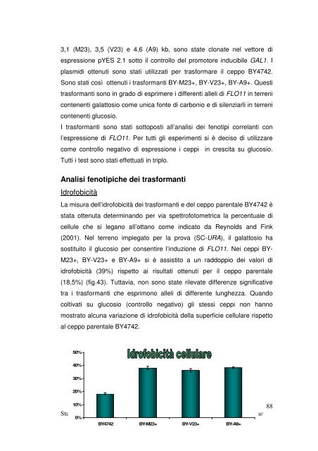 Studio dell'aggregazione cellulare in ceppi vinari di Saccharomyces ...