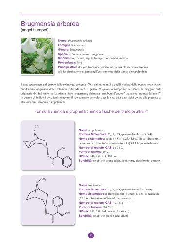 B - Brugmansia arborea