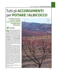 Tutti gli ACCORGIMENTI per POTARE l'ALBICOCCO - Crpv