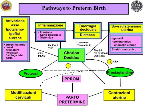 Possibili eziologie del parto pretermine spontaneo - Associazione ...