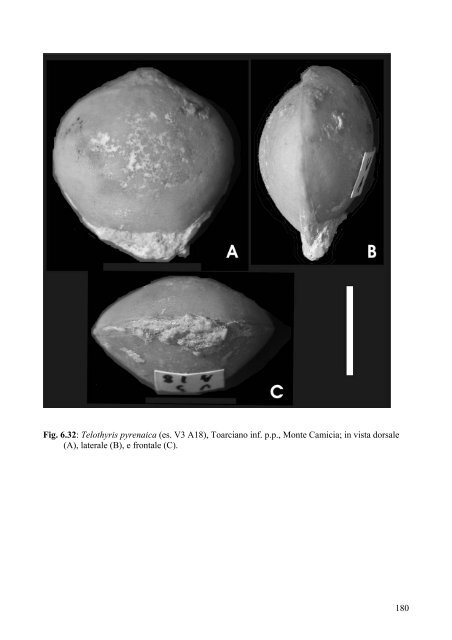 Buono Giuseppe, 2007, Phd Thesis (tesi dottorato) - Paleonews