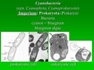 Oddělení: Sinice – Cyanobacteria (syn. Cyanophyta ...