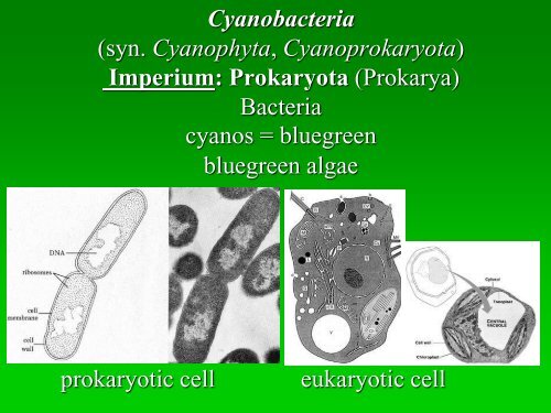 Oddělení: Sinice – Cyanobacteria (syn. Cyanophyta ...
