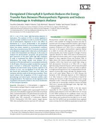 Deregulated Chlorophyll b Synthesis Reduces the Energy Transfer ...