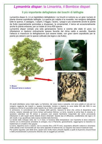 Lymantria dispar: la Limantria, il Bombice dispari - Regione Piemonte