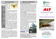 lotta alla infestazione da processionaria del pino e della quercia