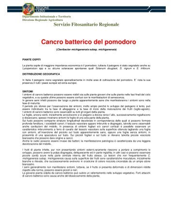 Cancro batterico del pomodoro - Regione Lazio