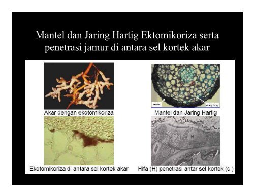 DIT-08-Sifat-Biologi-Tanah-Compatibility-Mode