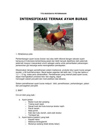 INTENSIFIKASI TERNAK AYAM BURAS