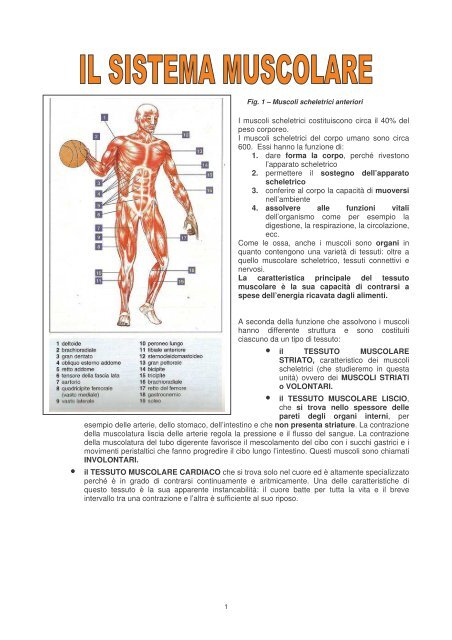 APPARATO MUSCOLAREpdf.pdf - I.T.C. Zanon