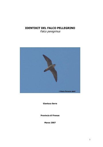 IDENTIKIT DEL FALCO PELLEGRINO Falco peregrinus