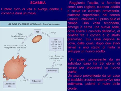 patologia da artropodi 2012 - Corso di laurea in tecniche della ...