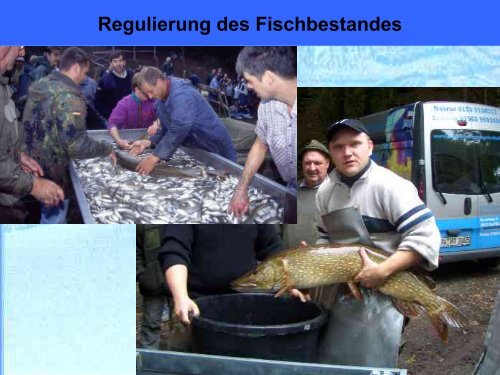 Abfischen von Weihern