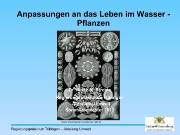 Anpassungen an das Leben im Wasser - Pflanzen