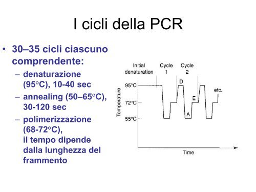 Lezioni di genetica medica, prima parte Triennali ... - Vincenzonigro.it