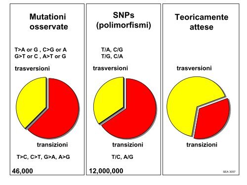 Lezioni di genetica medica, prima parte Triennali ... - Vincenzonigro.it