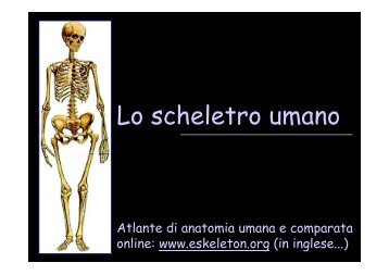 Lo scheletro umano - Università degli Studi della Tuscia
