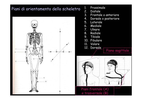 Lo scheletro umano - Università degli Studi della Tuscia