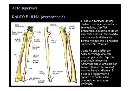 Lo scheletro umano - Università degli Studi della Tuscia