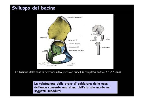 Lo scheletro umano - Università degli Studi della Tuscia