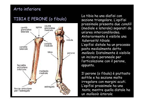 Lo scheletro umano - Università degli Studi della Tuscia