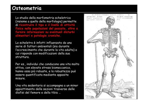 Lo scheletro umano - Università degli Studi della Tuscia