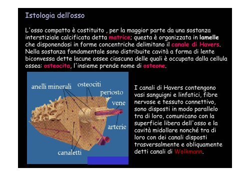 Lo scheletro umano - Università degli Studi della Tuscia