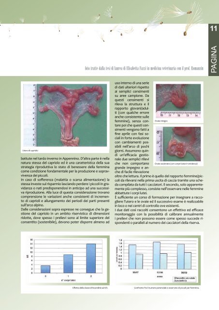 Caccia - Associazione Cacciatori Bellunesi