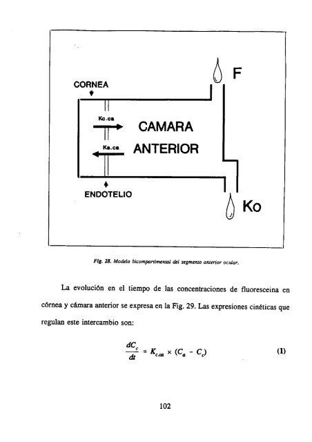 Estudio de la dinámica del humor acuoso mediante fluorofotometría ...