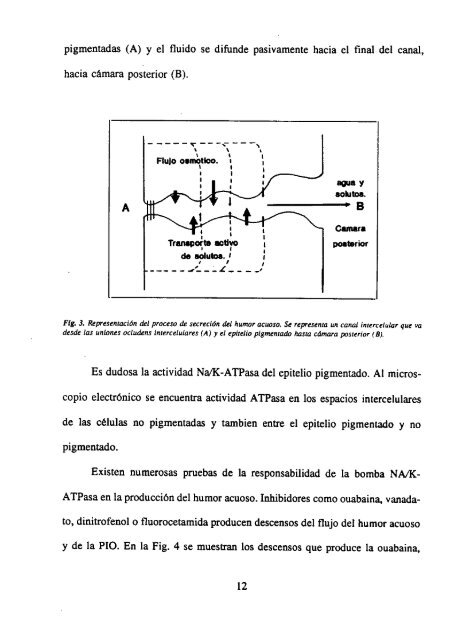 Estudio de la dinámica del humor acuoso mediante fluorofotometría ...