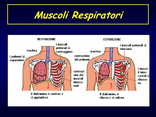 Introduzione – Anatomia funzionale – Sintomi respiratori - Medicina ...