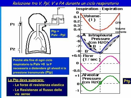 Introduzione – Anatomia funzionale – Sintomi respiratori - Medicina ...