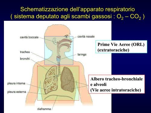 Introduzione – Anatomia funzionale – Sintomi respiratori - Medicina ...