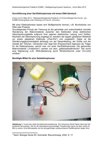 Durchführung einer Gel-Elektrophorese mit einem DNA-Gemisch ...