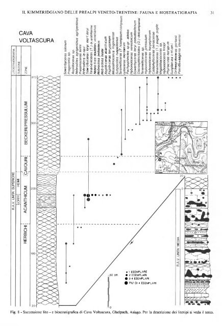 il kimmeridgiano delle prealpi veneto-trentine: fauna e biostratigrafia