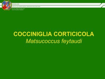 Matsucoccus feytaudi - Regione Lazio