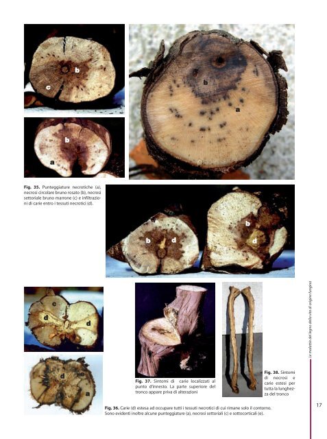 Le malattie del legno della vite di origine fungina - Sardegna ...