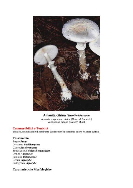 i funghi nei comuni di fidenza e salsomaggiore terme - Associazione ...