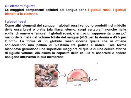 Scuola Primaria G. Falcone: Sangue