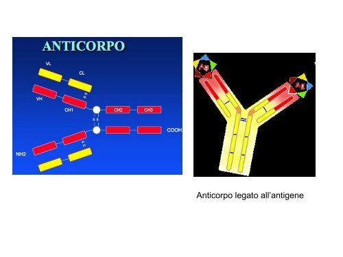 Scuola Primaria G. Falcone: Sangue