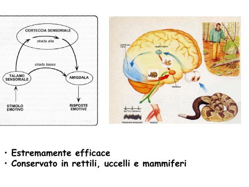 Come si forma un'emozione? - Psicobiologia del comportamento ...