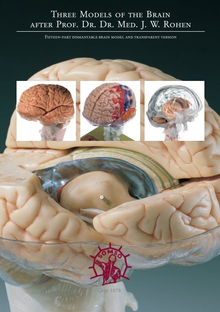 Three Models of the Brain after Prof. Dr. Dr. Med. J. W. Rohen